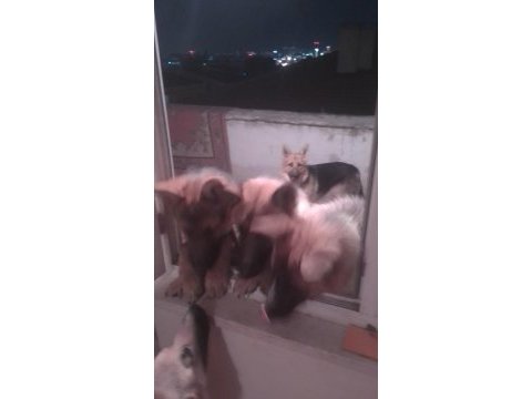 10 aylık alman çoban köpeği (workline- show line) melez