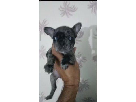 French bulldog marley
