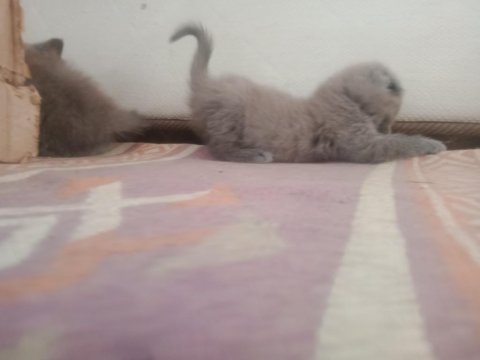 Uygun puanlı safkan scottish fold yavrularımız