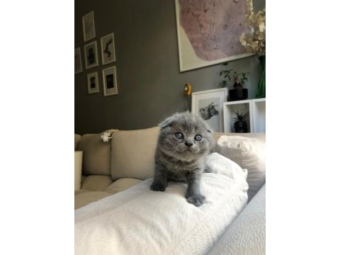 Scottish fold yavrular ırk garantili