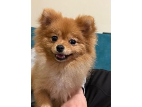 7 aylık dişi pomeranian