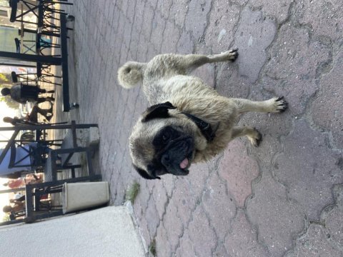 2 yaşında pug