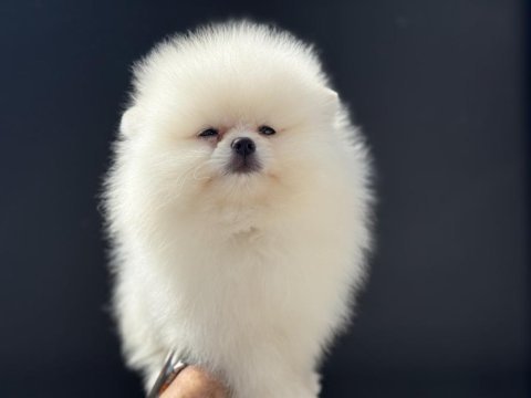Teddy bear  face pomeranian yavrularmız