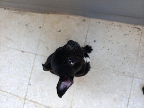 Çok sevimli bir köpektir