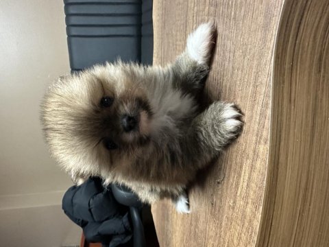 Safkan pomeranian boo yavrular