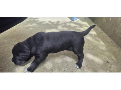 Cane corso yavruları