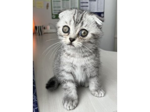Yavru scottish fold