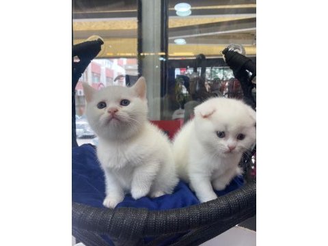 British shorthair yavru kedimiz