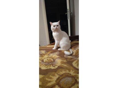 British shorthair paşamız yeni yuvasını aramakta