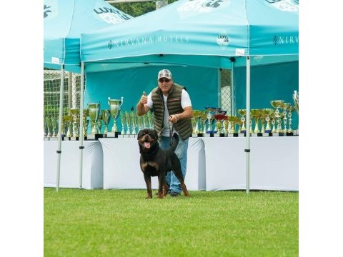 Rottweiler von baboş