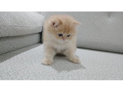 Golden british longhair erkek safkan yavrum
