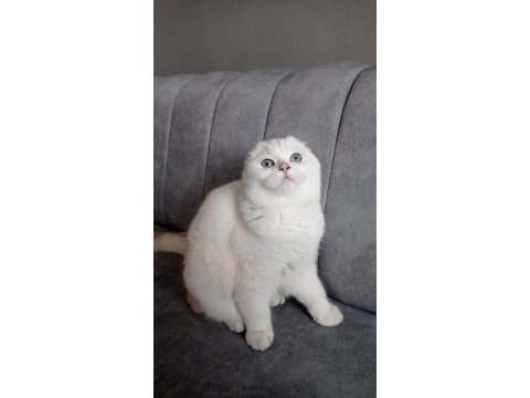 İzmir içi ücretsiz yetişkin dişi scottish fold