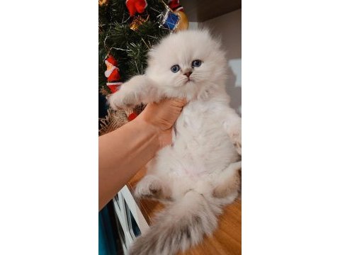 Kalite british shorthair scottish fold yavrular hazır