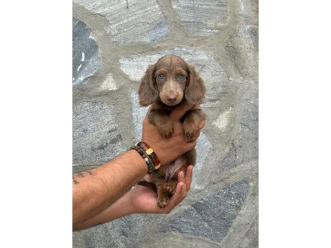 Sevimli dachshund (sosis köpek) yavrularımız