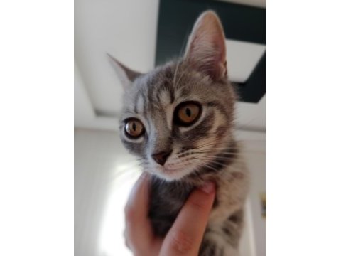 4 aylık erkek ragdoll