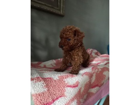 Toy poodle yavrularımız