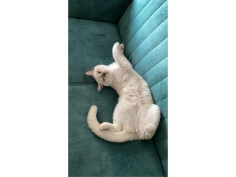 British shorthair blue point 5 aylık yavru