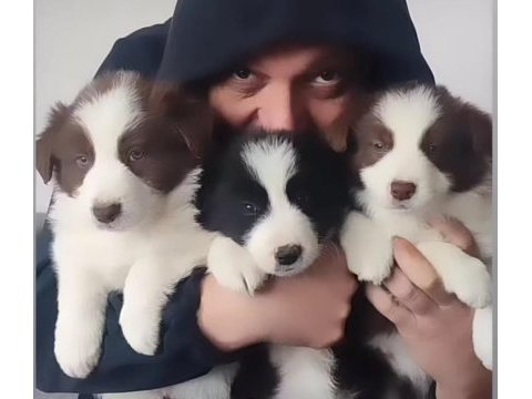 Çok iyi border collie yavruları istanbul