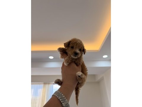 Wc pet eğitimli kore teacup poodle yavrumuz