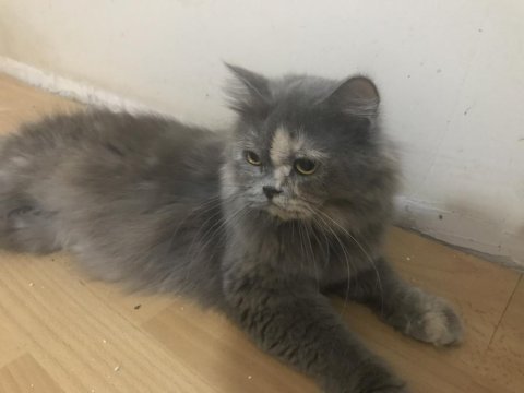 Güzel british longhair kızıma yuva arıyorum