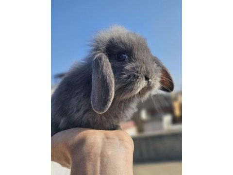 Erzincan evcil tavşanlar ister evde ister bahçede