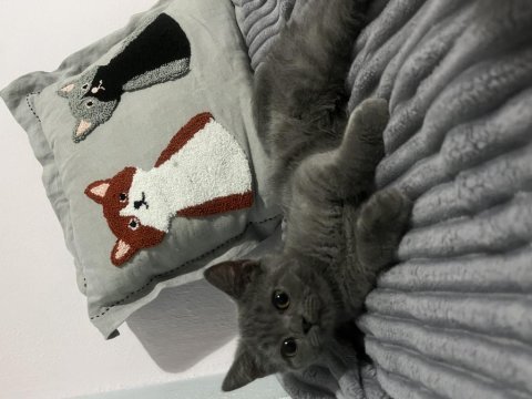 3 aylık erkek british shorthair yavrumuza yuva arıyoruz