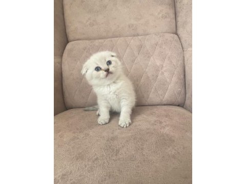 Silver scottish fold bebeğim