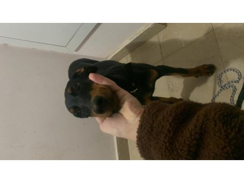 Yetiştirilmiş doberman köpeği