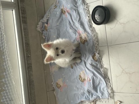 Pomeranian spitz