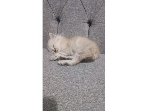 1.5 aylık dünya tatlısı yavrular chinchilla