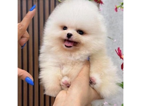 Güzeller güzeli pomeranian bebekler