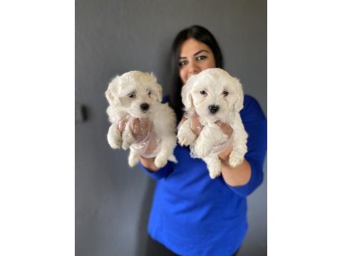 Ufacık maltese terrier yavrularım