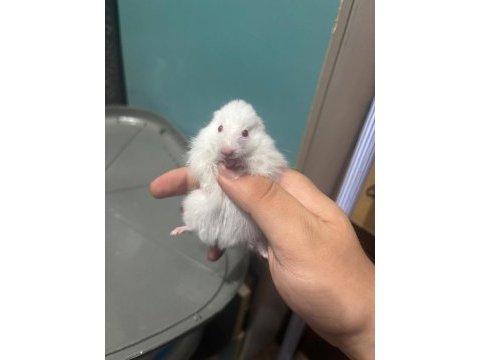 Uzun tüylü suriye hamsterları yeni sahiplerini bekliyor
