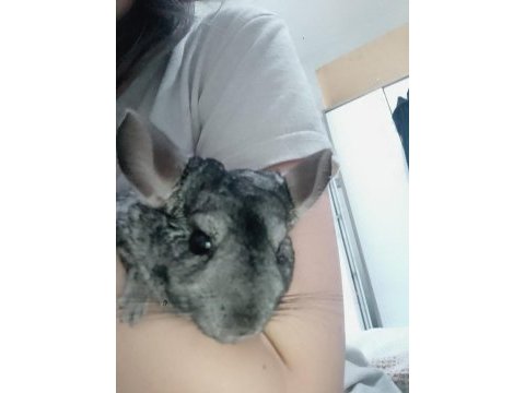 Chinchilla erkek
