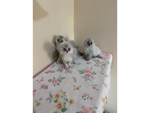 Sevimli scottish fold yavrular