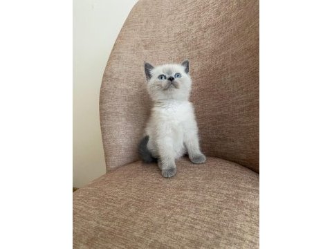 A kalite british shorthair blue point yavrular yer ankara