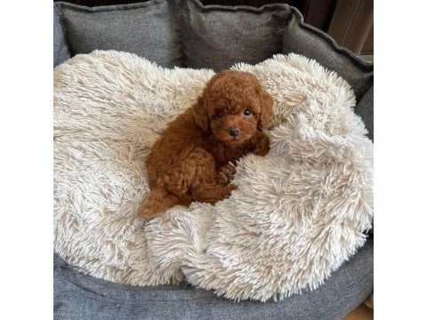Irk garantili toy poodle 