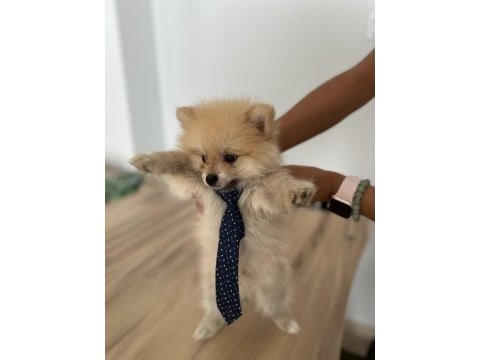 Sevimli ırk pomeranian boo