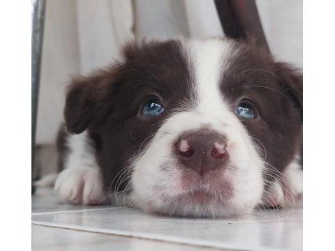 Sağlıklı safkan border collie yavrular