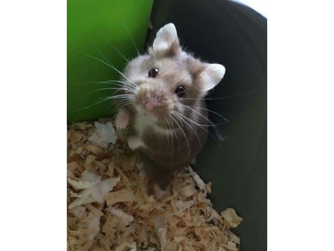 Hamster gonzales yavrularımız heryere gönderim var