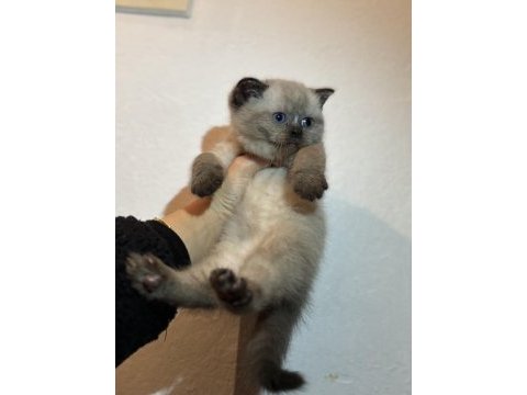 British shorthair kedisi