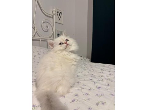 Safkan british longhair mavi göz erkek