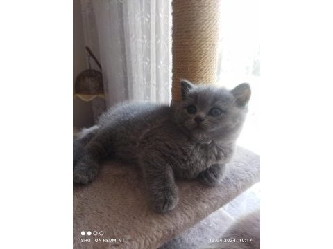 Sahiplenilmeyi bekleyen şecereli scottish fold yavrular