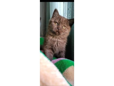 Siyah ve kahverengi british shorthair