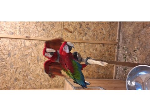 Macaw papağanımız için açıklamayı okuyunuz
