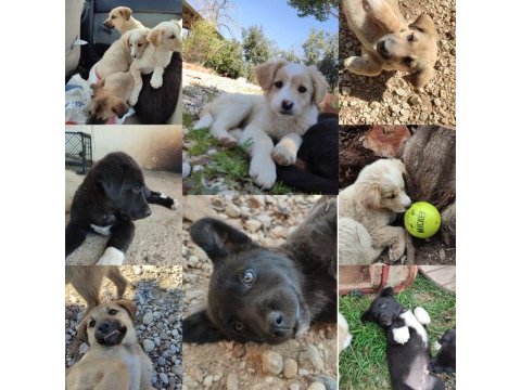 Köpeklere antalya içi yuva arıyoruz acil