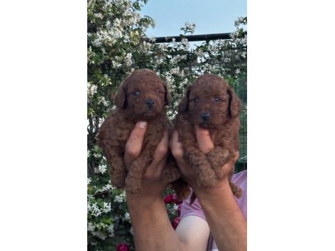 Toy poodle ve maltipoo yavrularımız