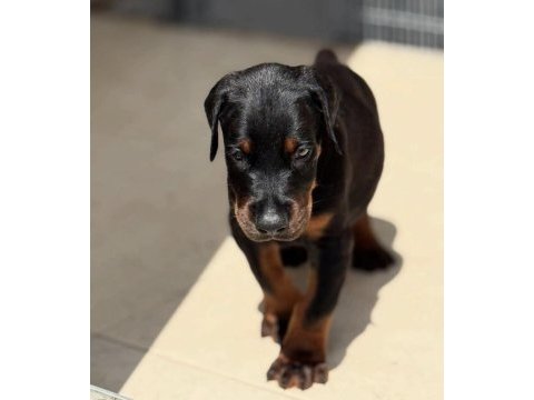 Eğitmenden doberman yavrular