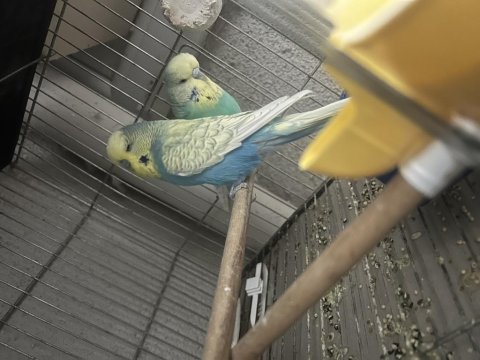 Hazır jumbo muhabbet kuşu takımlar genç takımlar