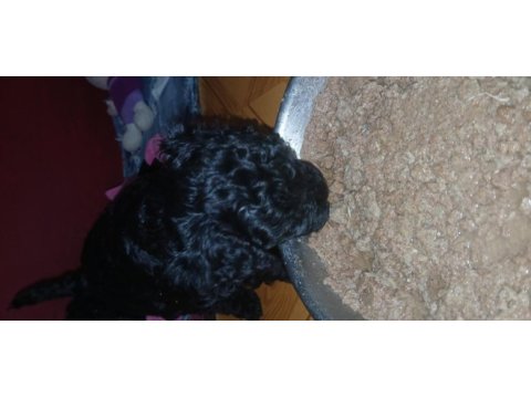 Orta boy poodle